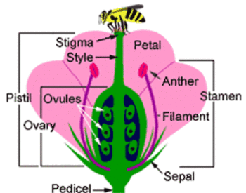 Reproductive Plant Parts Osu Extension Service