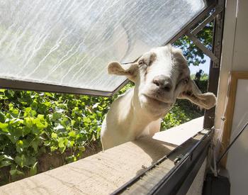 goat looking into window