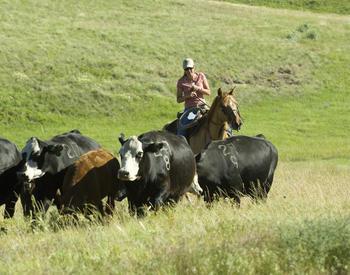 herding cattle by horseback