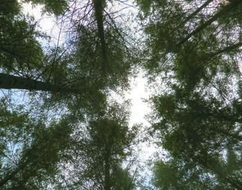 Looking up at tall trees in the forest