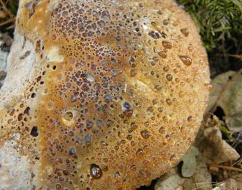 A closeup look at an oak root rot fruiting body.