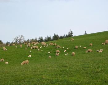 A flock of sheep grazes on a lush, green hillside.