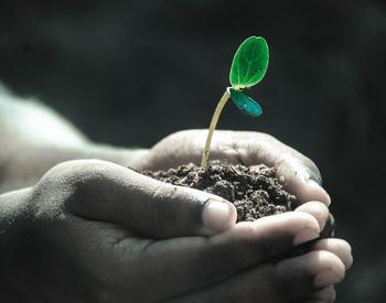 Cupped hands holding soil and a small green seedling