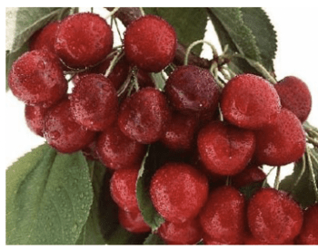 Staccato or splendid cherries