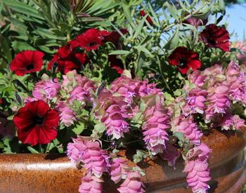 pink and red flowers in a container pot