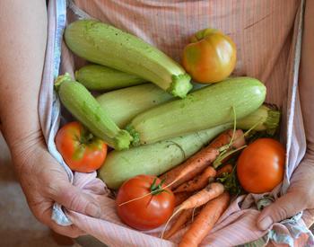 Person's hands holding an armload of vegetables.