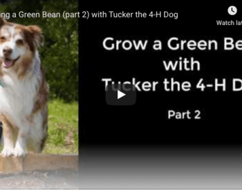 Tucker dog grows green bag part 2 video preview