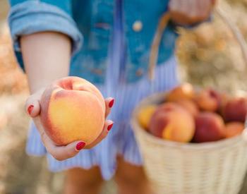 Perryhill Farm in Polk County offers U-pick blueberries, peaches, cherries, raspberries and apples