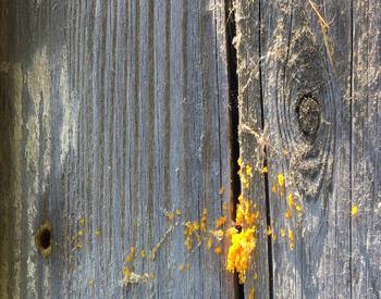 Pollen on a barn wall is evidence of a female leafcutter pulling pollen into a new hole for the next generation to feed on.