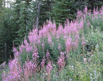 A hillside covered in fireweed (Chamaenerion angustifolium) shows the plant's pink blooms.