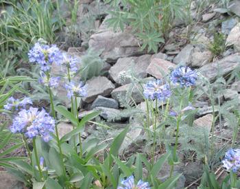 Penstemon procerus grows amid a rocky landscape.