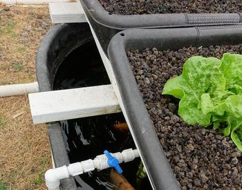 Aquaponics with lettuce and fish