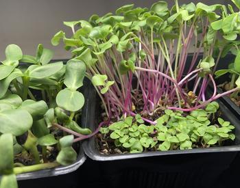 microgreens growing in plastic container