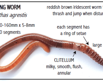 Jumping Worm Amynthas agrestis, Size 70-160mmx5-8mm, 63-100 segments, reddish brown iridescent worm that will thrash and jump when disturbed, each segment has a ring of setae, large distinct mouth, Clitellum is milk, smooth, flush, annular