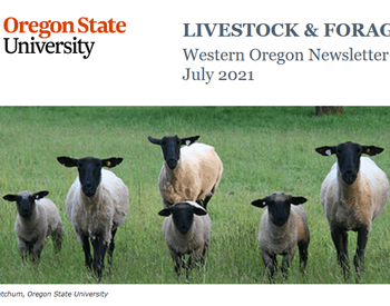 Picture of Sheep on Newsletter Cover