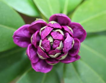 Purple bud of rhododendron, with green leaves in the background