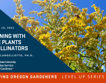 Growing Oregon Gardeners: Level Up Series promotion, goldenrod with bee
