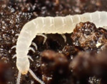 symphylan in dirt
