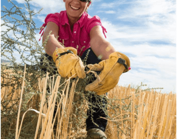 Judit Barroso, an OSU Extension Service weed scientist, cuts Russian thistle, also known as tumbleweed.