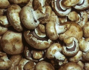 Mushrooms. Controlled feeding study