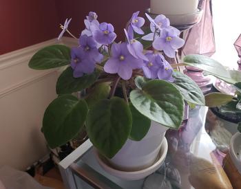 African Violet is a popular indoor houseplant