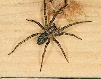 giant house spiders