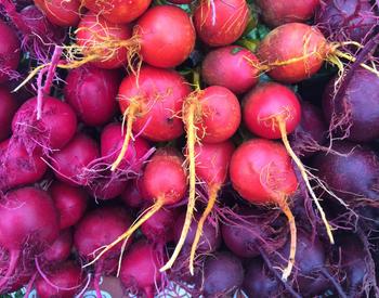 Multicolored beets at farmers market, Oregon City, Oregon. Melissa Strong's Sun Love Farm booth. Clackamas County.