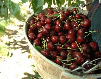 Cherry harvest.