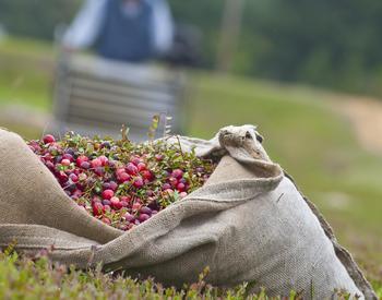 With a powered, walk behind rake, grower Richard _ooch_Roberts gleans cranberries from the dense, low growing vine and sacks them in burlap bags.