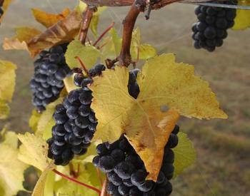 Pinot noir wine grapes ready for harvest at the Temperance Hill Vineyard near Salem, Oregon.