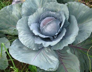 Cabbage grows in a plot.