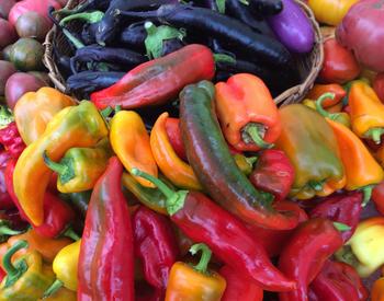 Multicolored peppers at farmers market, Oregon City, Oregon. Melissa Strong's Sun Love Farm booth. Clackamas County.