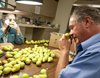 OSU entomologist Richard Hilton (right)  and research technician Sally Basile look for evidence of codling moth in Bartlett pears.