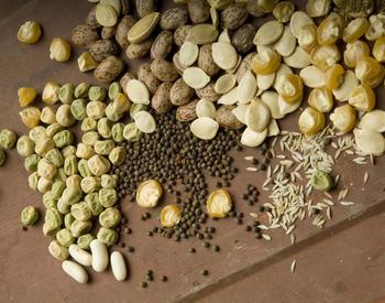 Assorted vegetable seed. (clockwise) snap bean, gasden pea, pinto dry bean, winter squash, sweet corn, lettuce, broccoli (center).