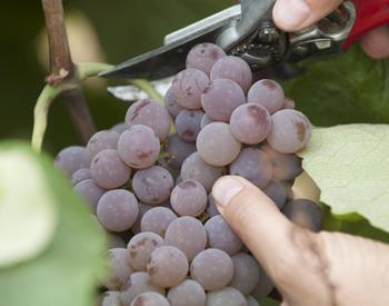 Reliance table grapes.