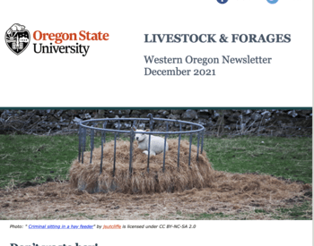 Livestock & Forages Western Oregon newsletter December 2021 - image of lamb in middle of hay feeder