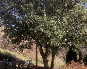 California lilac tree near patio