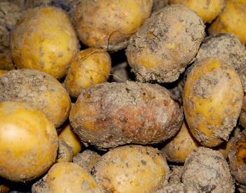 Freshly-dug potatoes wait to be sorted