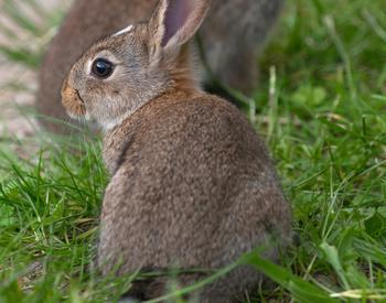 two brown rabbits on grass