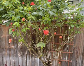 Leggy rose bush