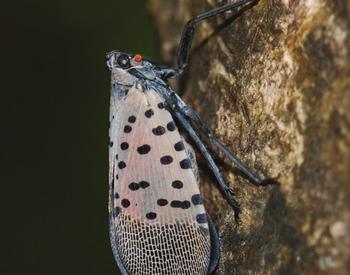 adult spotted lanternfly resting on tree-of-heaven