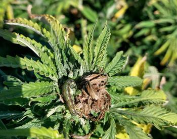 A corn earworm is shown on a hemp bud as well as damage it has inflicted.in the form of brown, dead foliage.