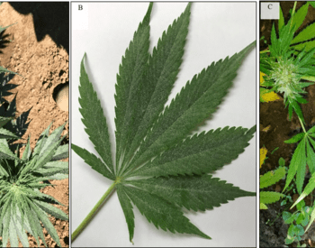 A series of three photos shows powdery mildew on hemp plants.