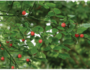 red huckleberry