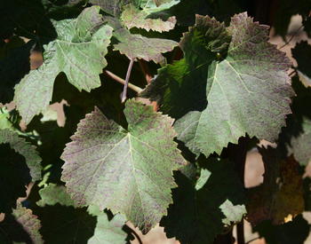 Grape leaves with nutrient stress symptoms