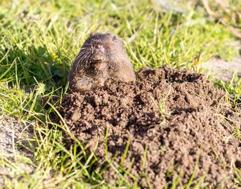 A gopher burrowing out of a lawn.