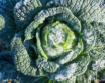 A cabbage plant with frost on it.