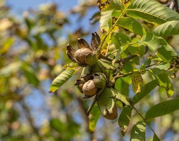 Walnuts on a walnut tree branch with browning foliage.