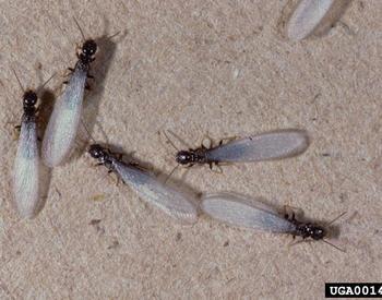 Several termites with their wings.