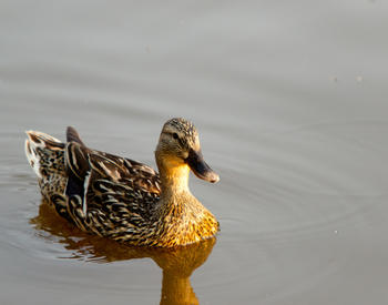 A female mallard duck, swimming in a body of water.